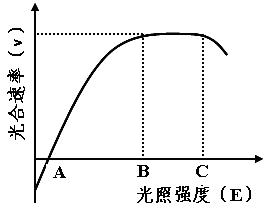 橡胶农作物