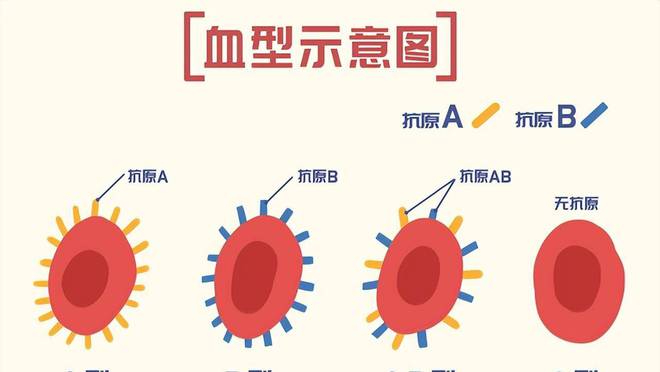 血型能判断亲子关系吗