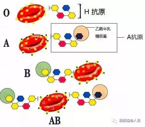 父亲是b型血母亲是b型血孩子呢